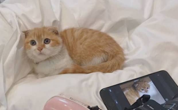 为什么不要养折耳猫