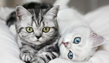 小猫拉屎很臭怎么回事