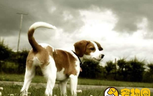 比格/米格鲁犬和巴吉度犬有什么区别 比格/米格鲁犬和巴吉度犬有什么区别