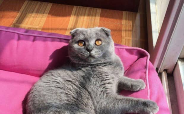 英短蓝猫一般多少钱一只