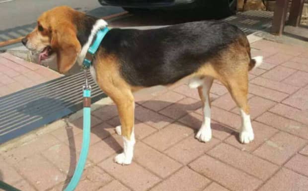 比格犬和泰迪犬谁贵