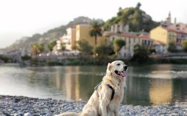 杂交犬和纯种犬有什么区别