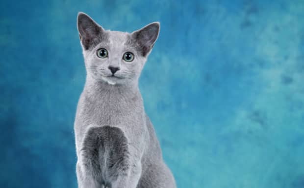 英国短毛猫和异国短毛猫的区别