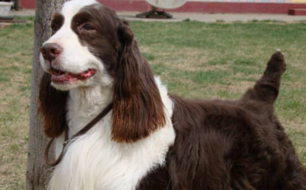 史宾格犬缺点有哪些