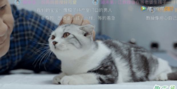 致我们暖暖的小时光猫咪是什么品种