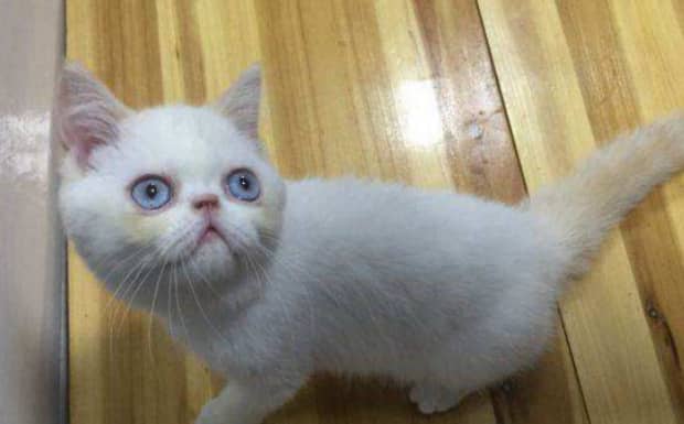 小猫咪什么鼻子