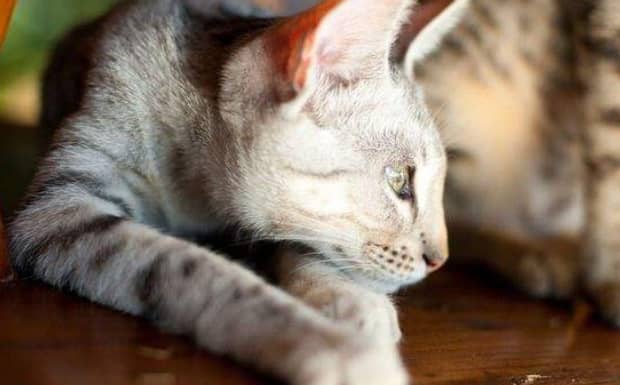 世界上最贵的猫