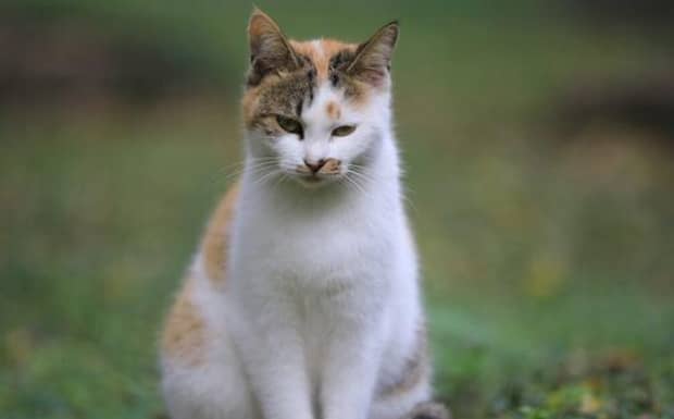 猫吃鸭肉的好处和坏处