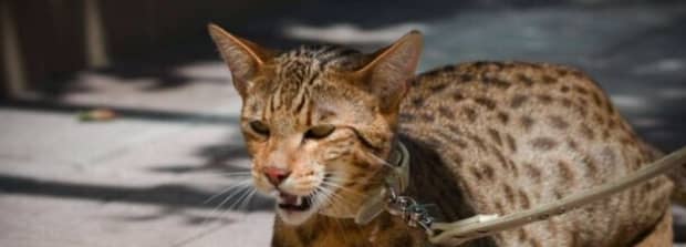 世界上最贵的猫