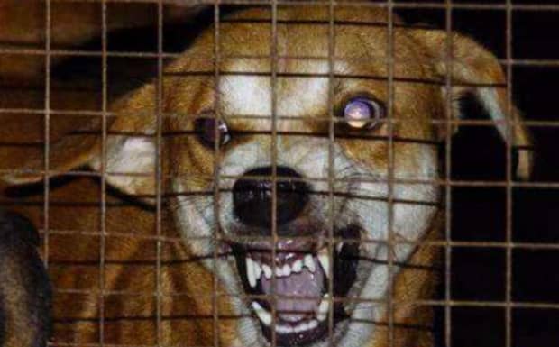 狗携带狂犬病毒大概会在多少天死亡