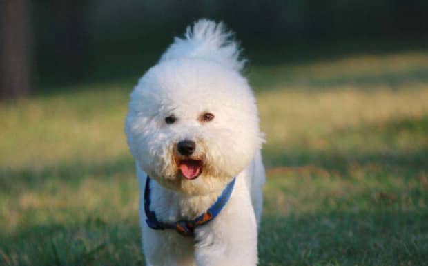 比熊犬价格一般多少钱啊
