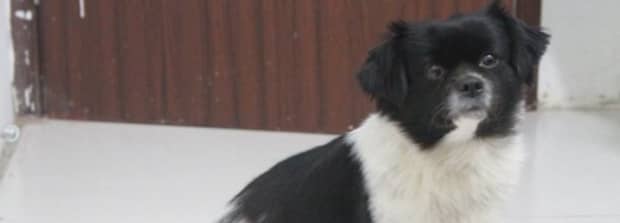狗狗一直咳嗽像被卡住了 狗狗一直咳嗽像被卡住了