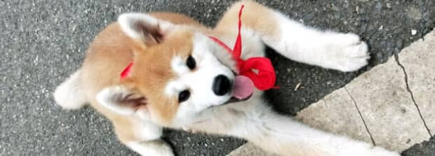 秋田犬与柴犬区别
