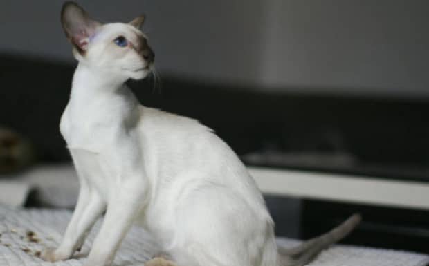 猫咪多长时间洗一次澡比较合适
