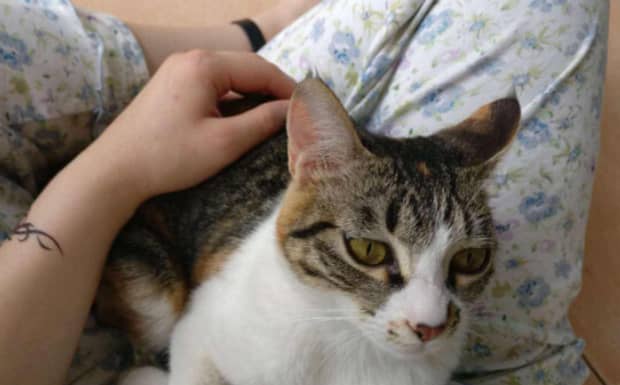 猫正常一胎生几只小猫