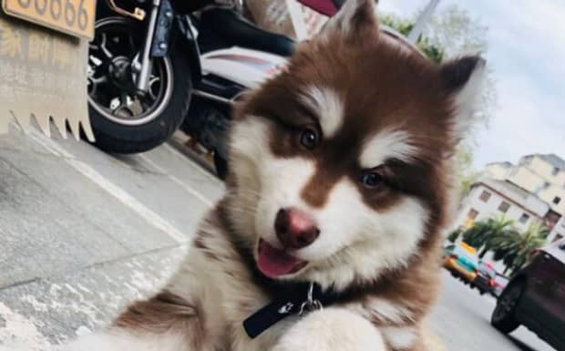 母狗发情有什么特征