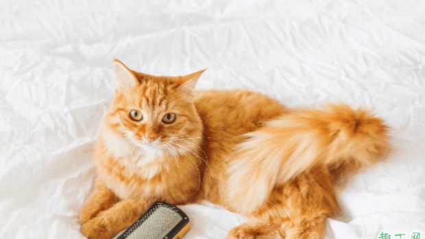 猫猫为何会出现口臭