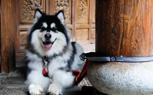 犬的种类