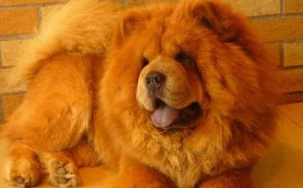 松狮犬的舌头为什么是黑的啊