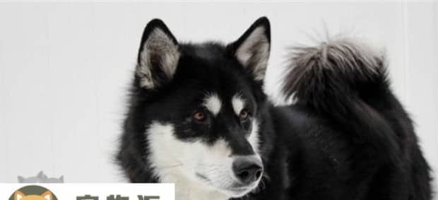 适合家庭饲养的大型犬有什么