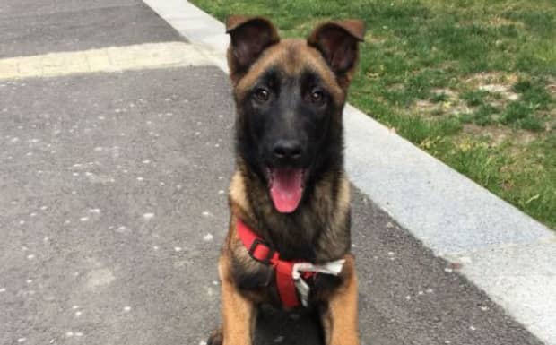 马犬聪明吗马犬智商排名第几 马犬聪明吗马犬智商排名第几