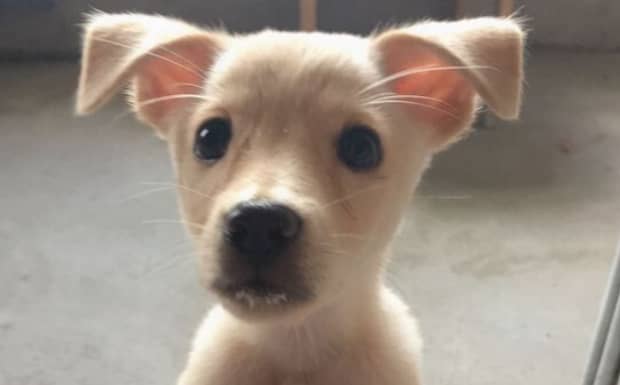 土狗一生会认几个主人