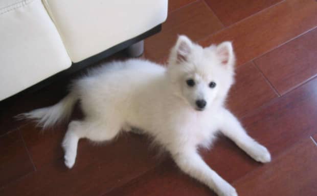 银狐犬为什么很少人养