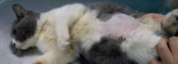 小猫1个月多一点得了腹积水该怎么治