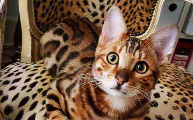 世界上最贵的猫