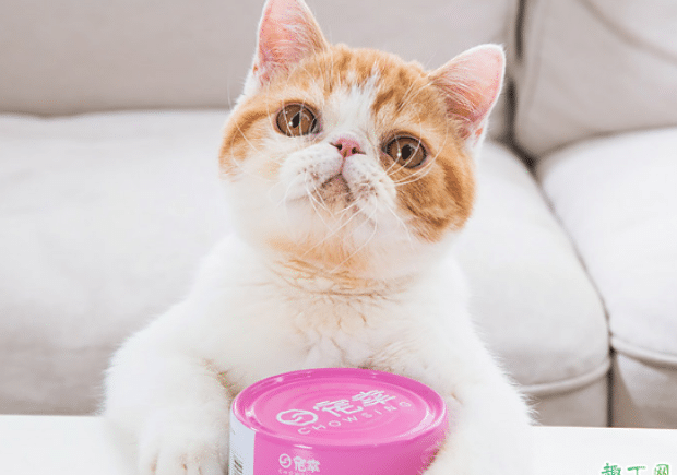 猫猫天天吃罐头好不好