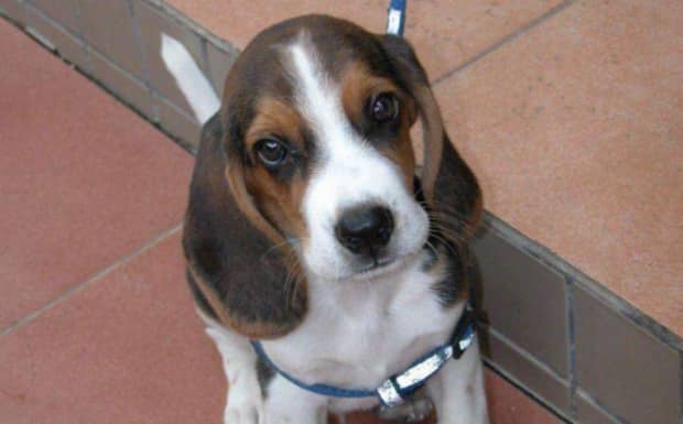 比格犬和泰迪犬谁贵