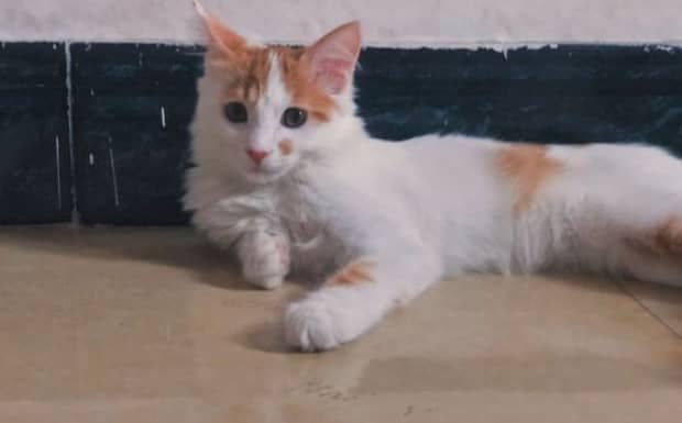 猫最爱吃的四种食物