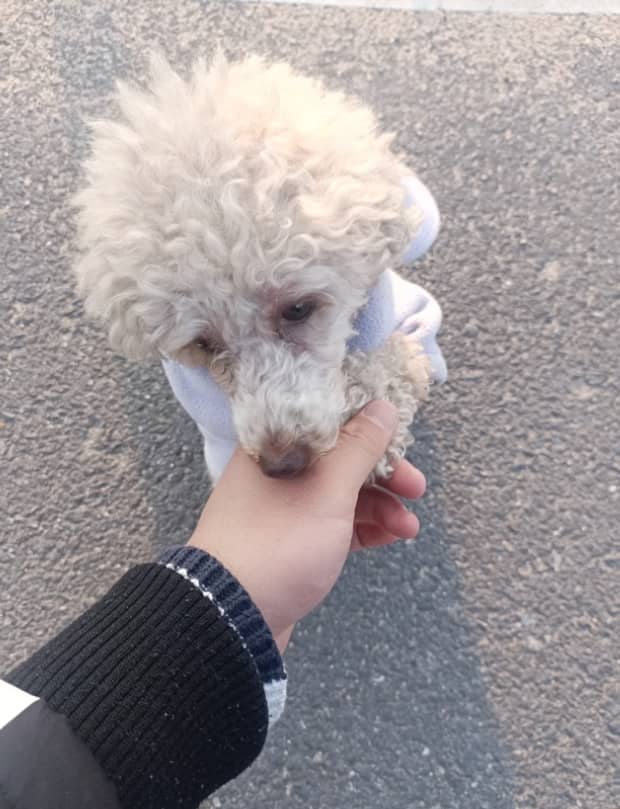狗生产前的预兆-狗狗要生了有什么反应 狗生产前的预兆-狗狗要生了有什么反应