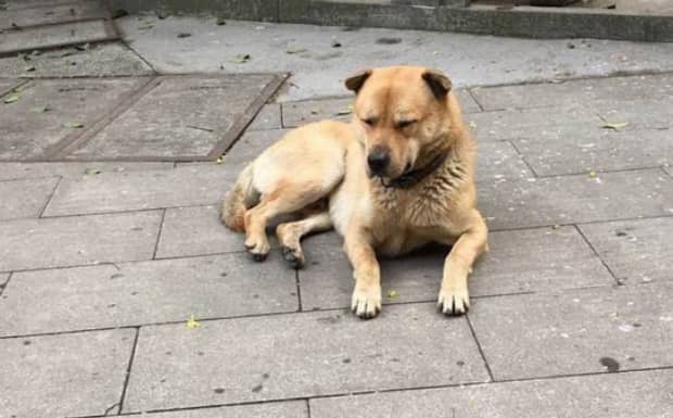 昆明为什么不让养中华田园犬
