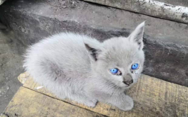 猫咪被击倒后会怎么样