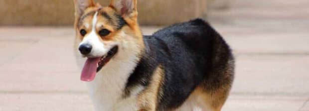 犬的种类