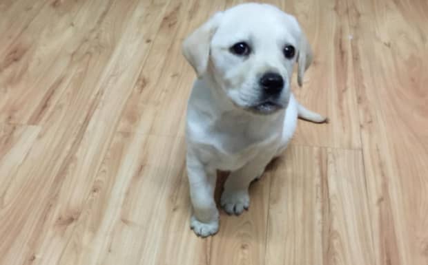 不建议饲养拉布拉多犬的几个理由