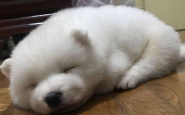 养萨摩的七大禁忌