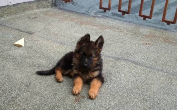 德牧幼犬喂养技巧