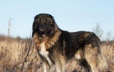 什么狗最护主-十大最佳保护主人的犬