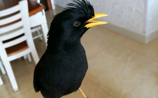 林八哥幼鸟怎么分