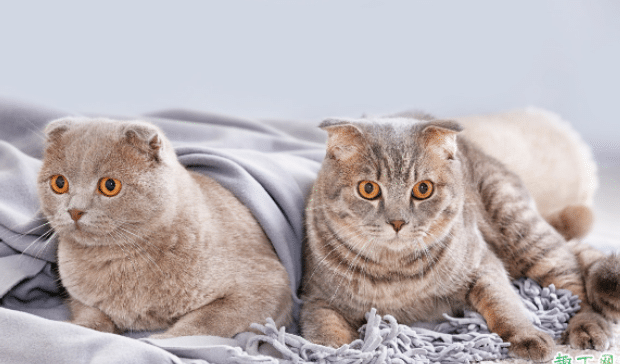 猫咪老呕吐正常吗