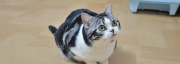 幼猫怎么鉴别公猫母猫