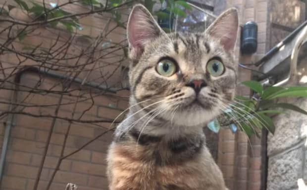 招财猫为什么有的是闭眼有的是睁着眼呢 招财猫为什么有的是闭眼有的是睁着眼呢