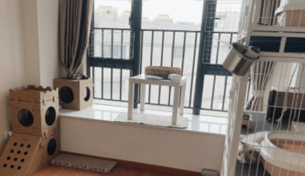 养猫房间味道很大怎么去除
