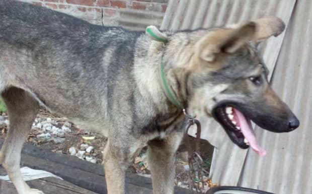纯种狼青犬怎样判断
