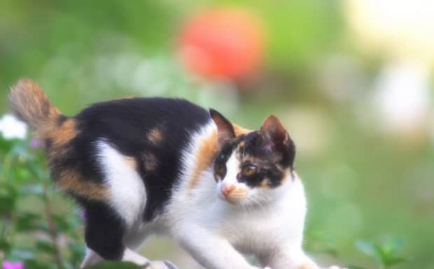 猫躺着一直摇尾巴什么意思