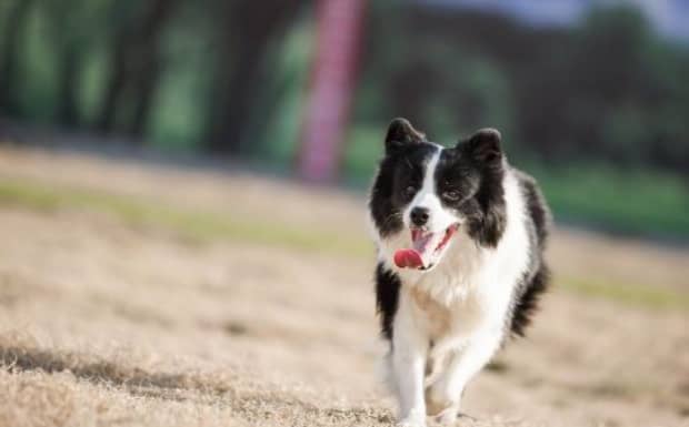 东德牧羊犬母狗配狗早了有什么坏处