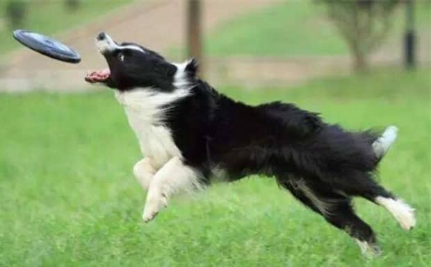 边境牧羊犬是不是不怎么忠诚的貌似爱离家出走是不 边境牧羊犬是不是不怎么忠诚的貌似爱离家出走是不