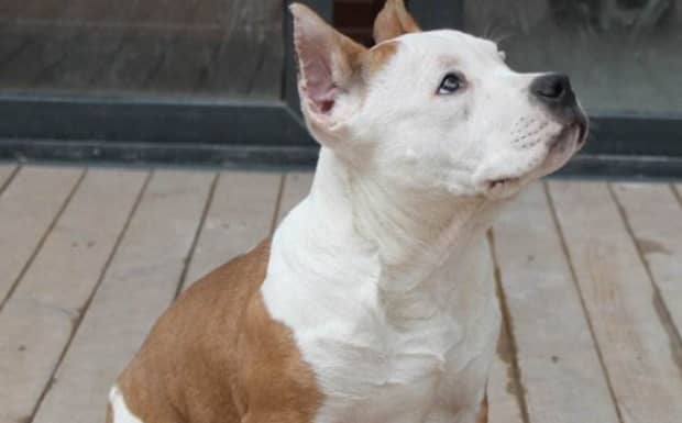 美国恶霸犬属于禁养犬